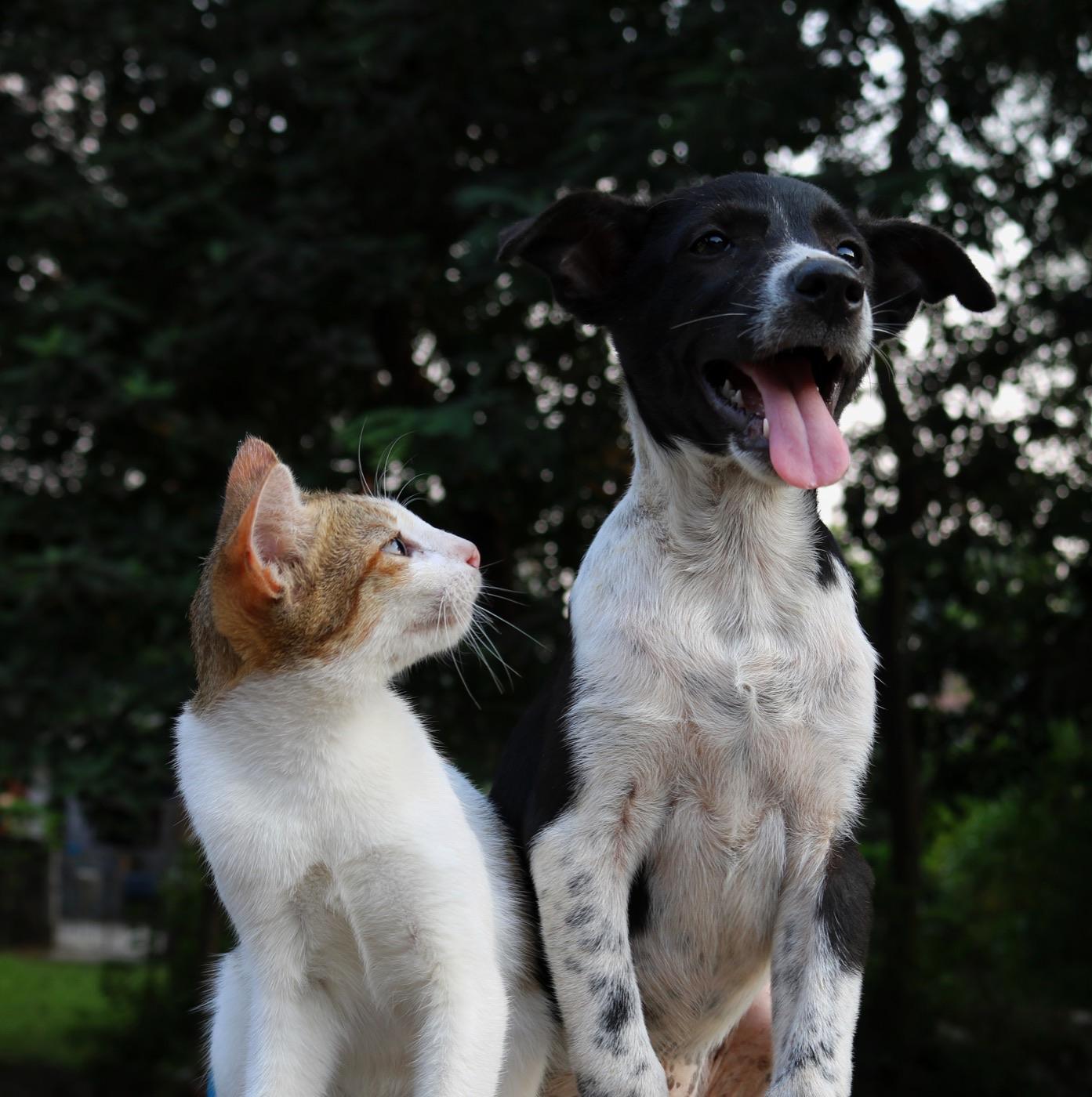 Trusted local pet care