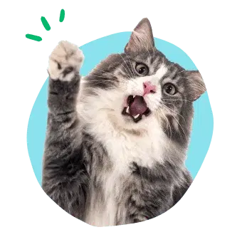 Activate and link your pet